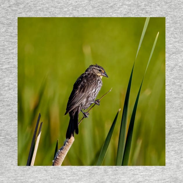 Female Red Wing Blackbird Perched on a Reed by jecphotography